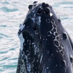Whale Watching and Sea Angling Tour - Final Thoughts: Is It Worth It?