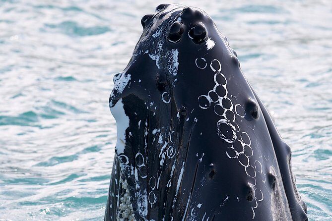 Whale Watching and Sea Angling Tour - Final Thoughts: Is It Worth It?