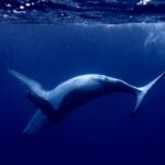 Whale watching and snorkelling in Moorea - What Travelers Are Saying