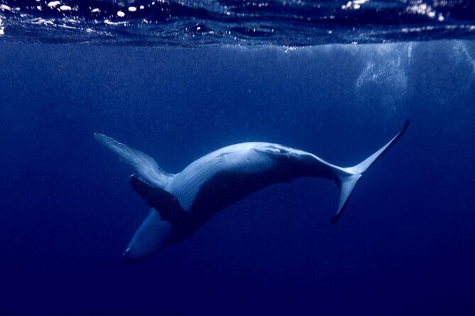 Whale watching and snorkelling in Moorea - What Travelers Are Saying