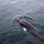 Whale-Watching Boat Tour with Expert Guide from Reykjavik - Who Will Appreciate This Tour Most?