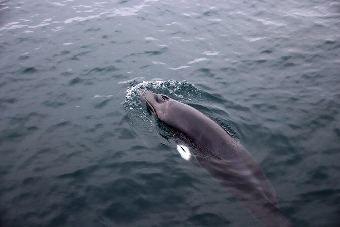 Whale-Watching Boat Tour with Expert Guide from Reykjavik - Who Will Appreciate This Tour Most?