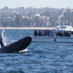 Whale Watching Boat Trip in Sydney - Why the Price Is a Good Deal