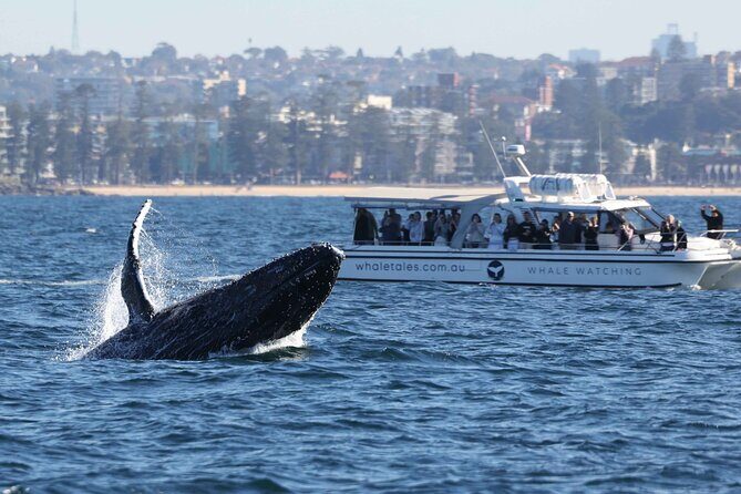 Whale Watching Boat Trip in Sydney - Why the Price Is a Good Deal