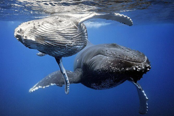 Whale Watching Bora Bora - Final Thoughts