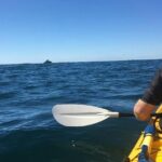 Whale Watching by Sea Kayak in Batemans Bay - The Sum Up