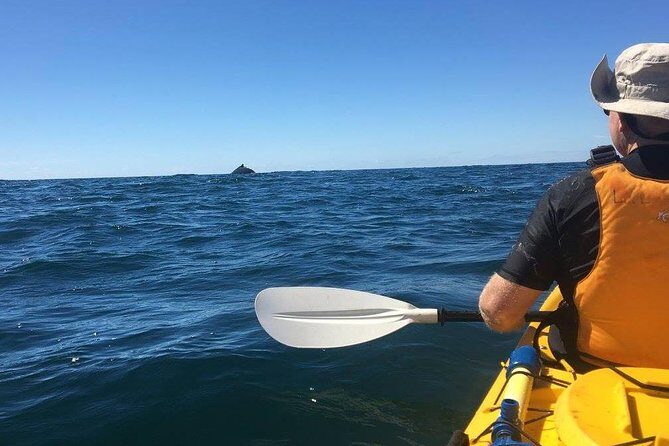 Whale Watching by Sea Kayak in Batemans Bay - The Sum Up