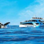 Whale Watching by Sea World Cruises - The Value of This Experience