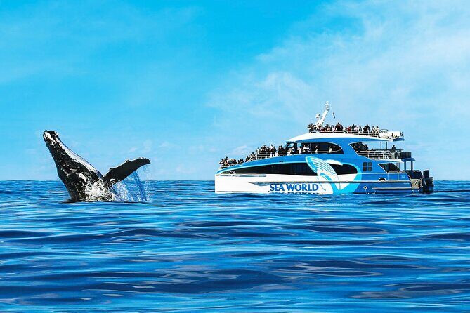 Whale Watching by Sea World Cruises - The Value of This Experience