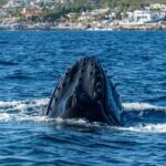 Whale Watching by Zodiac in Cabo San Lucas with Photos Included - A Deep Dive into the Whale-Watching Experience