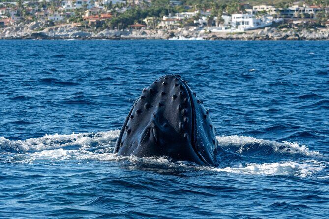 Whale Watching by Zodiac in Cabo San Lucas with Photos Included