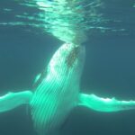 Whale Watching Cruise from Busselton, Augusta or Dunsborough - Who Will Love This Tour?