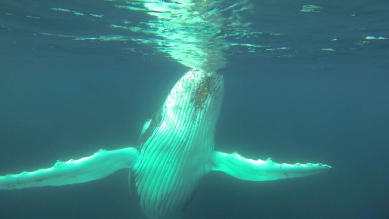 Whale Watching Cruise from Busselton, Augusta or Dunsborough - Who Will Love This Tour?