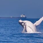Whale Watching Cruise from Mooloolaba - An In-Depth Look at the Mooloolaba Whale Watching Experience