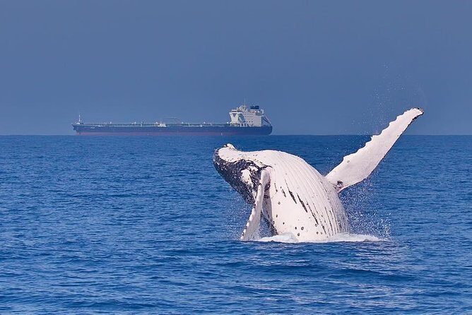 Whale Watching Cruise from Mooloolaba - An In-Depth Look at the Mooloolaba Whale Watching Experience