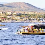 Whale Watching Cruise in Cabos San Lucas and Ground Transportation - The Realities: Navigating the Mixed Reviews