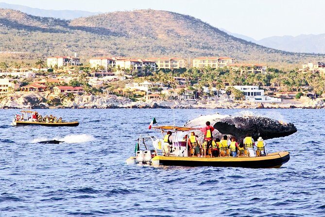 Whale Watching Cruise in Cabos San Lucas and Ground Transportation - The Realities: Navigating the Mixed Reviews