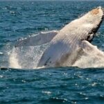 Whale Watching Cruise in New South Wales - Summary and Final Thoughts