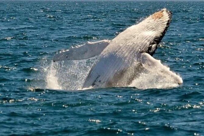 Whale Watching Cruise in New South Wales - Summary and Final Thoughts