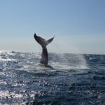Whale Watching Cruise on a Yacht in Reykjavik - Frequently Asked Questions