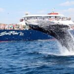 Whale Watching Dinner Cruise in Cabo San Lucas - Why This Tour Might Be Just Right