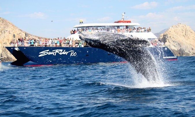 Whale Watching Dinner Cruise in Cabo San Lucas - Why This Tour Might Be Just Right