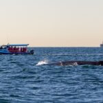 Whale Watching Discovery Tour from Lake Macquarie - A Close Look at the Whale Watching Discovery Tour from Lake Macquarie