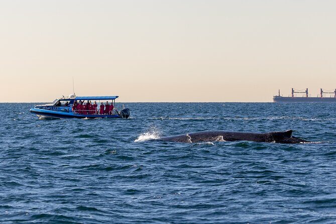 Whale Watching Discovery Tour from Lake Macquarie - A Close Look at the Whale Watching Discovery Tour from Lake Macquarie