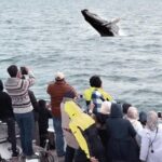 Whale Watching & Dolphin Yacht Cruise - The Yacht & Comfort
