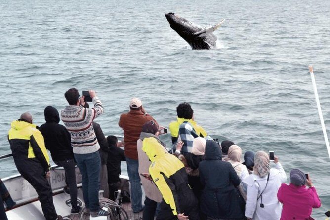 Whale Watching & Dolphin Yacht Cruise - The Yacht & Comfort