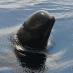 Whale watching, dolphins, and whales departing from Bandol (6:00 a.m. at sea) - Practical Details for Your Trip