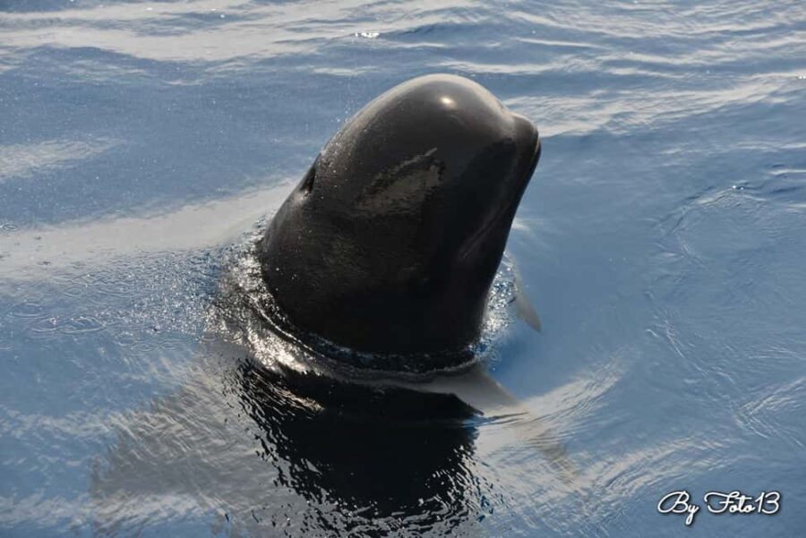 Whale watching, dolphins, and whales departing from Bandol (6:00 a.m. at sea) - Practical Details for Your Trip