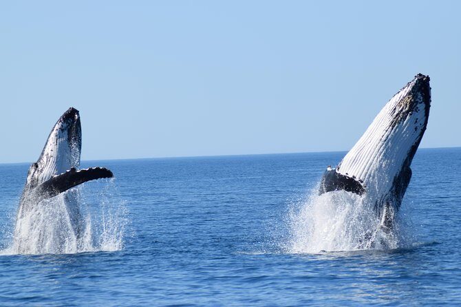 Whale Watching Dunsborough - Detailed Breakdown of the Itinerary