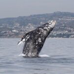 Whale Watching Excursion in Dana Point - Key Points