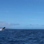 Whale Watching Experience - Who Will Love This Tour?