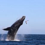 Whale Watching Experience in Cabo San Lucas - Who Will Love This Tour?