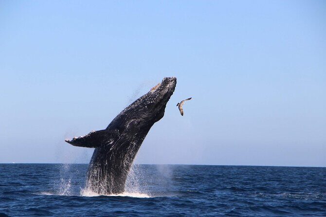 Whale Watching Experience in Cabo San Lucas - Who Will Love This Tour?