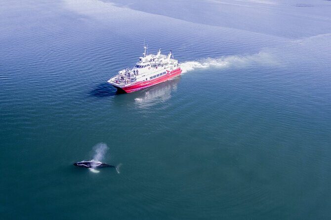 Whale Watching from the Heart of Akureyri - Detailed Breakdown of the Tour