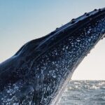 Whale Watching Gold Coast - The Sum Up