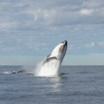 Whale Watching Gold Coast - Final Thoughts