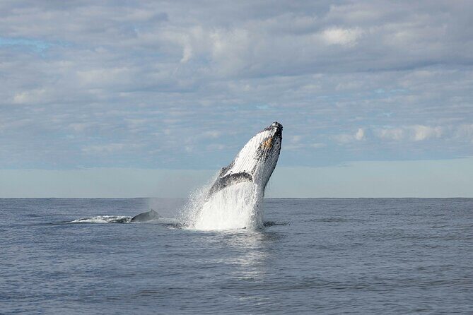Whale Watching Gold Coast - Final Thoughts