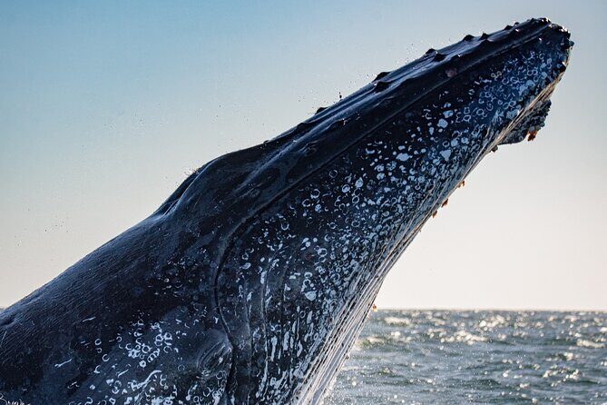 Whale Watching Gold Coast - The Sum Up