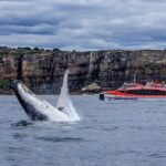 Whale Watching & Hop On Hop Off Sydney Harbour Explorer Cruise - Authentic Experiences and Authenticity