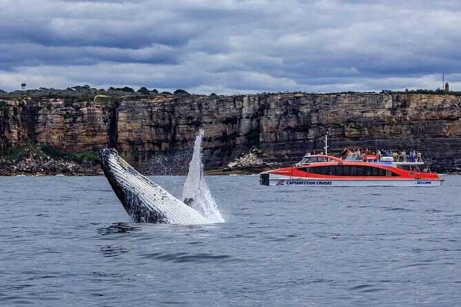 Whale Watching & Hop On Hop Off Sydney Harbour Explorer Cruise - Authentic Experiences and Authenticity