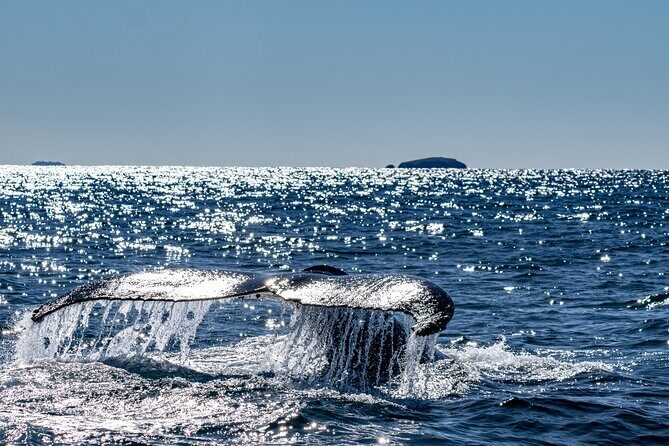 Whale Watching in Coffs Harbour - Practical Considerations and Tips