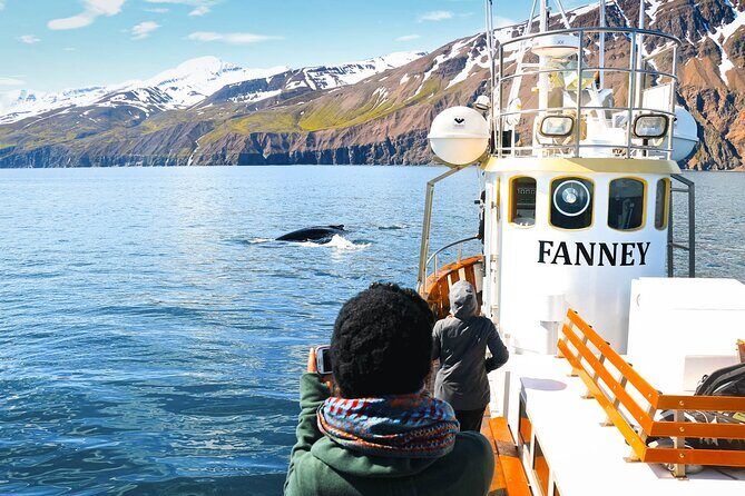 Whale Watching in Husavik - The Sum Up