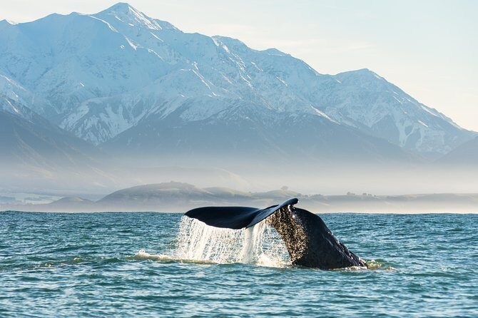 Whale Watching in Kaikoura by Boat - Why This Whale Watching Tour Stands Out