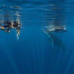 Whale watching in Moorea  Half-day private tour - Breaking Down the Itinerary