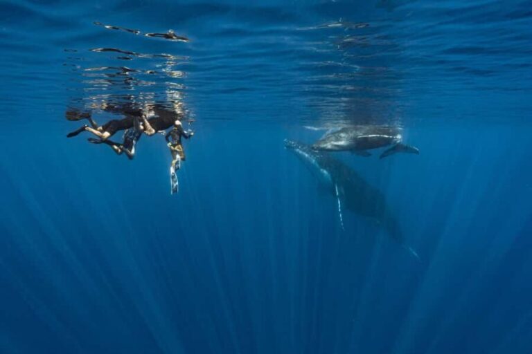 Whale watching in Moorea  Half-day private tour - Breaking Down the Itinerary