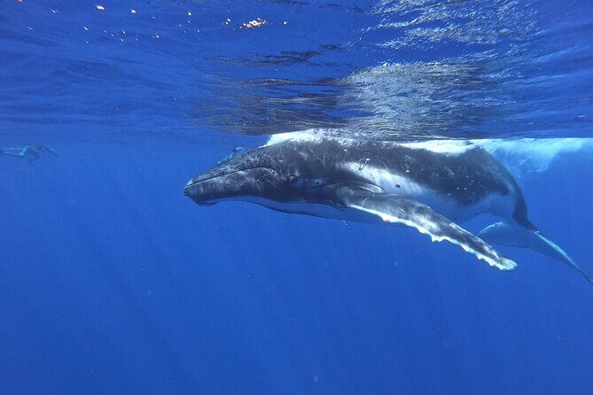 Whale watching in Moorea - Who Would Love This Tour?